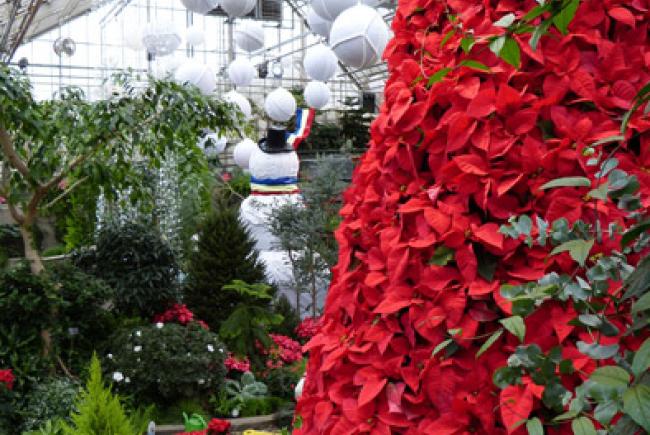 vrai sapin de noel 192 la recherche du 171 vrai 187 sapin de no 235 l blogue espace pour la vie vrai sapin de noel 192 la recherche du 171 vrai 187 sapin de no 235 l blogue espace pour la vie