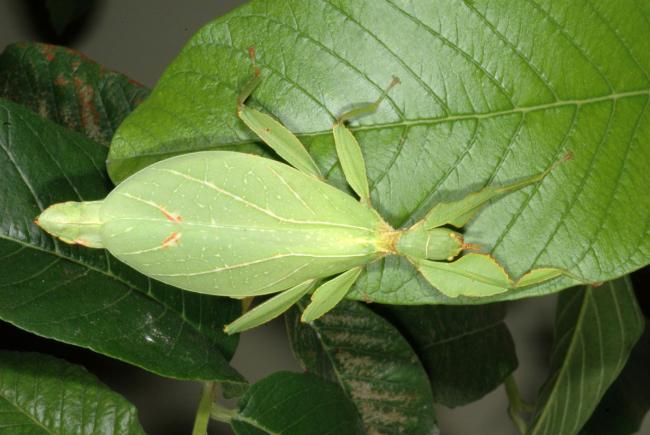 The Phylliidae True Leaf Insects Blog Space For Life