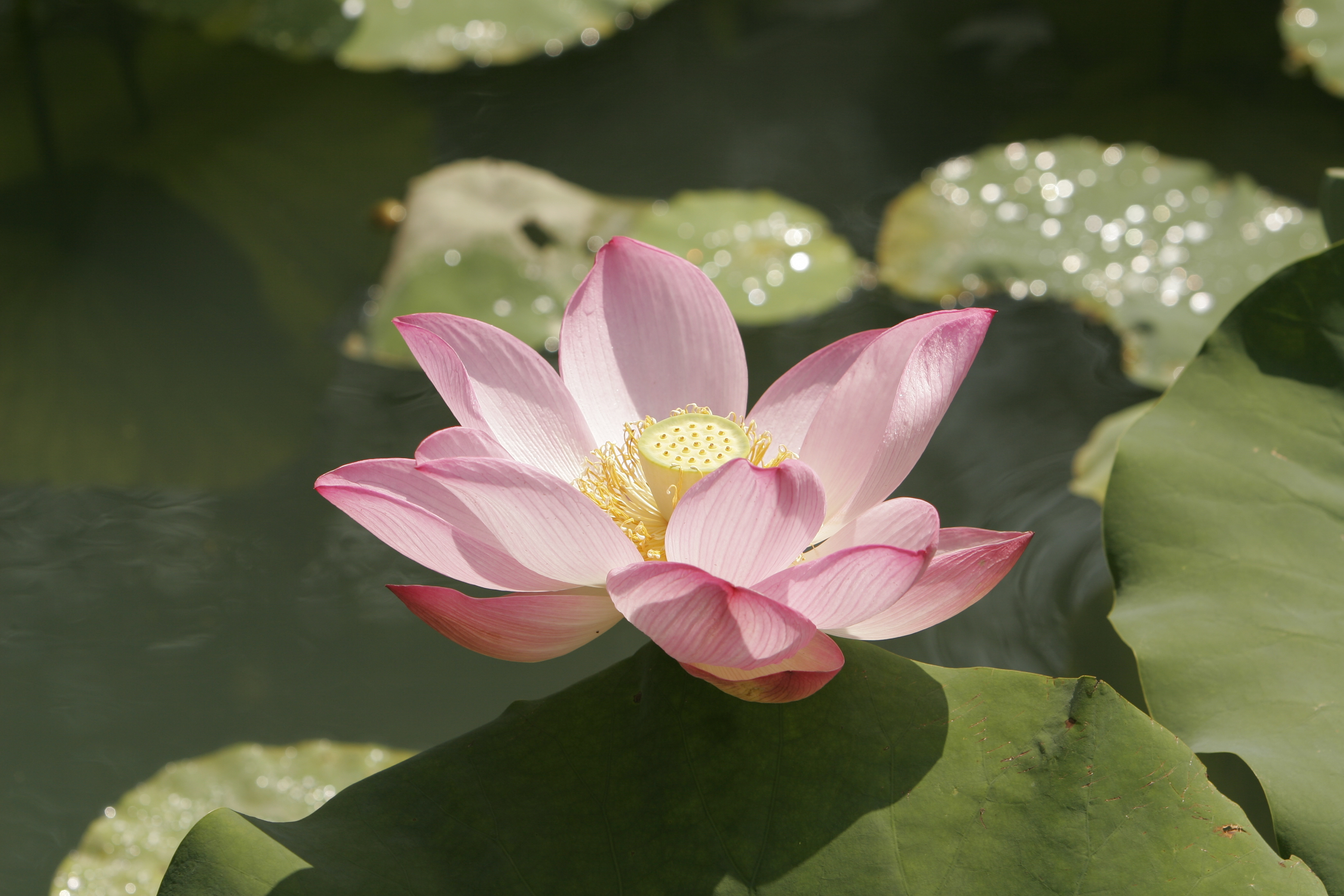 site de rencontre lotus