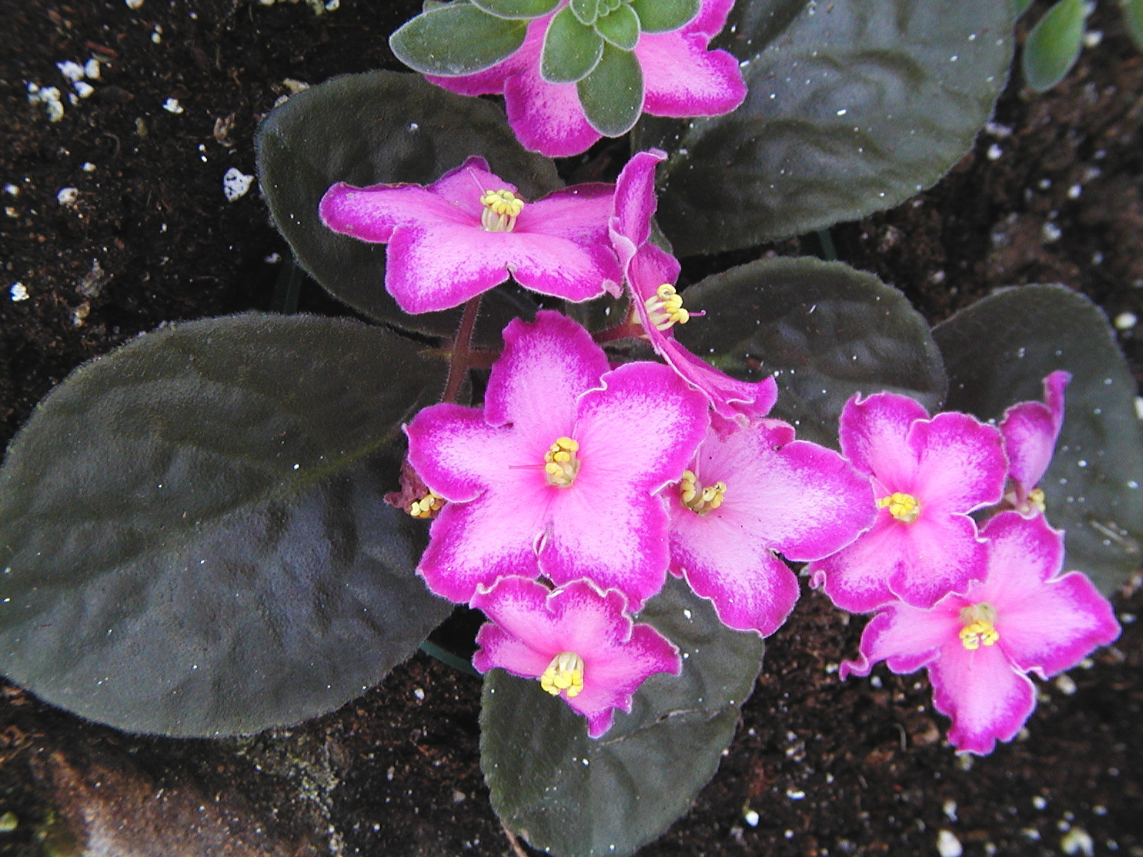 rencontre africaine concours