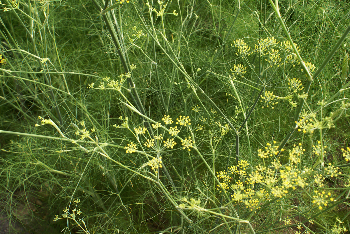 3 Year Loans >> Fennel | Space for life 3 Year Loans >> Fennel | Space for life
