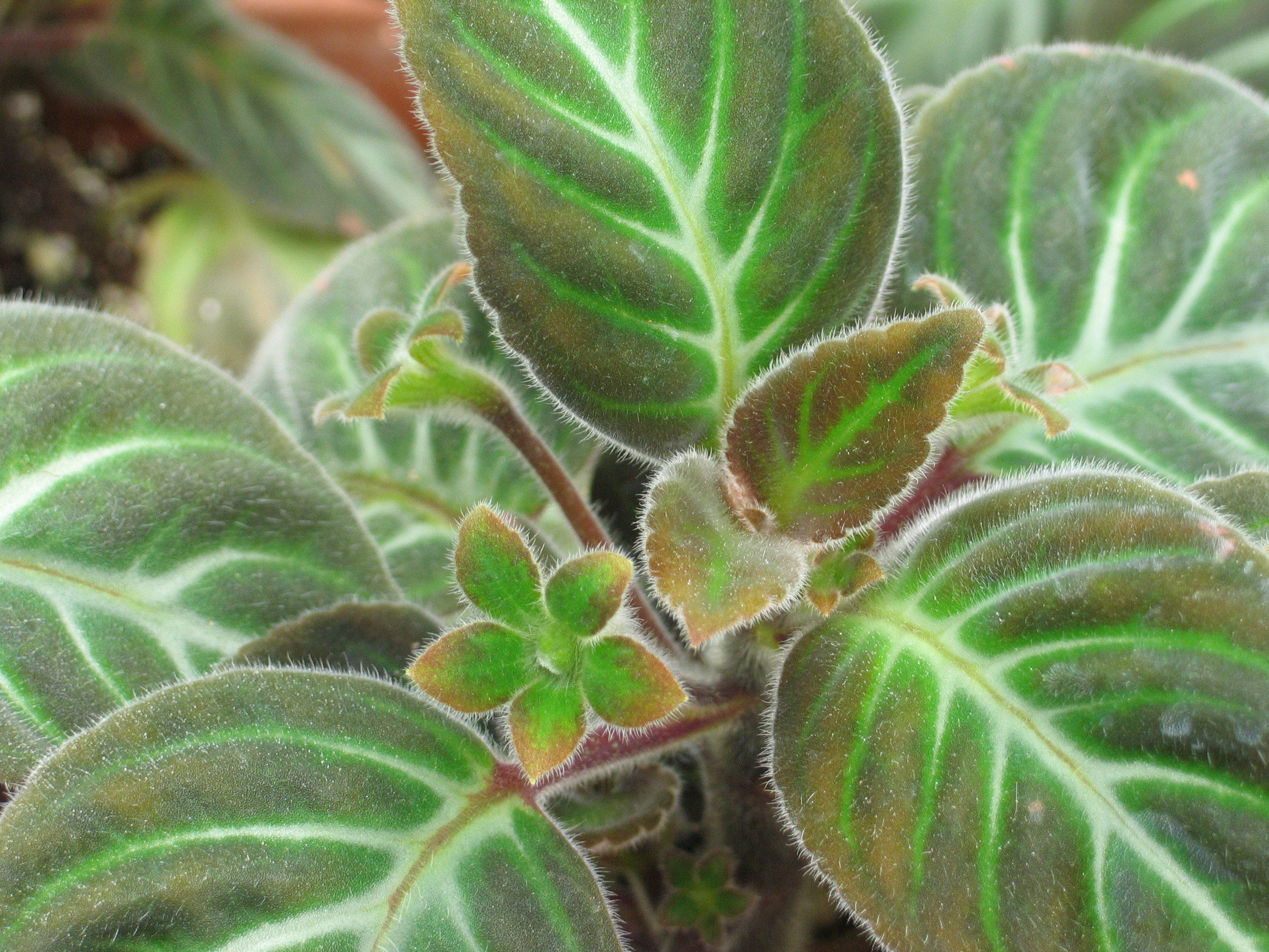 rencontre horticole jardin botanique