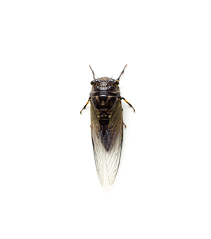 quel insecte chante la nuit