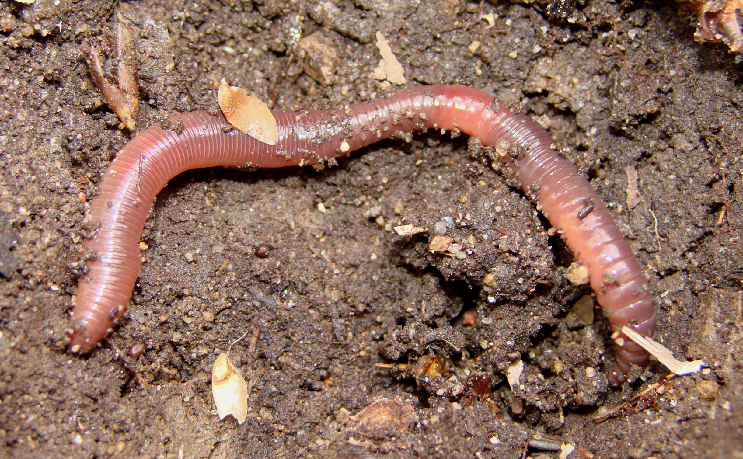 Candid worm