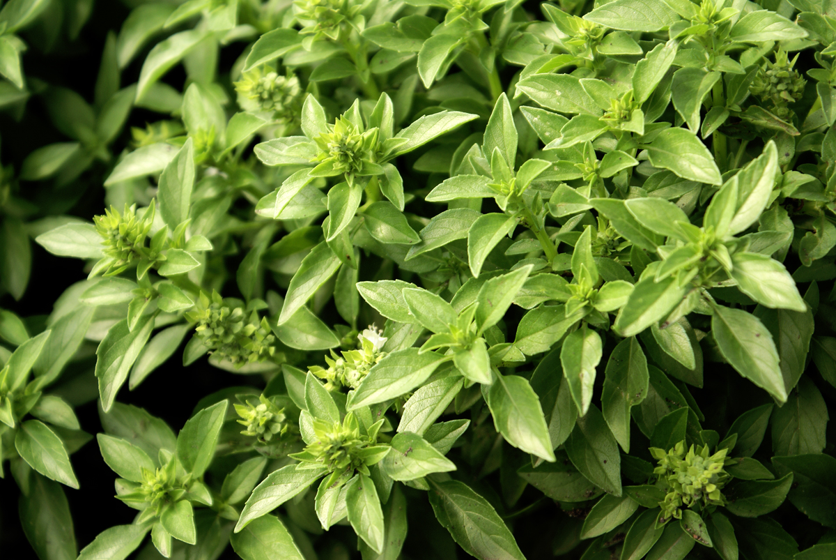 3 Year Loans >> Sweet basil | Space for life 3 Year Loans >> Sweet basil | Space for life