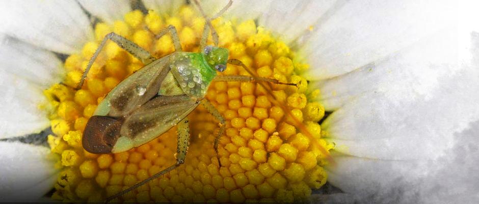 Insectes et autres arthropodes