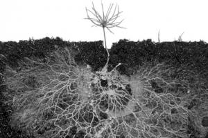 Up Close with an expert - Plants and Mushrooms: An Underground Love Story