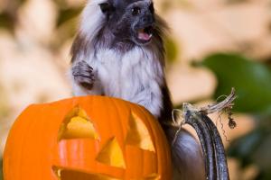 Tamarin pinché (Saguinus oedipus) à l'Halloween