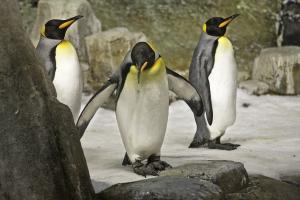 Manchots royaux (Aptenodytes patagonica) dans les îles subantarctiques du Biodôme