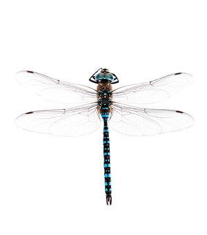 Les insectes aquatiques