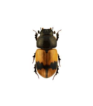 Qu’est-ce qu’un arthropode?