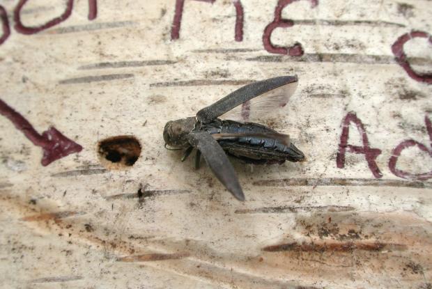 birch borer