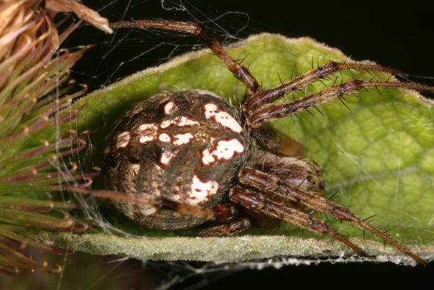 Spiders | Space for life