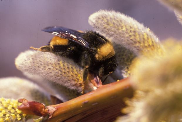 Bombus Terricola