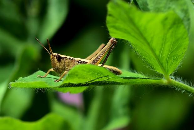 quel insecte chante la nuit