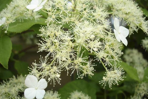 Climbing hydrangea Space for life Climbing hydrangea Space for life