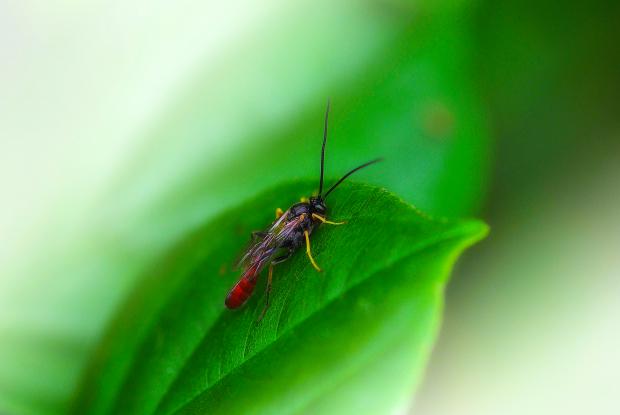 ichneumon wasps