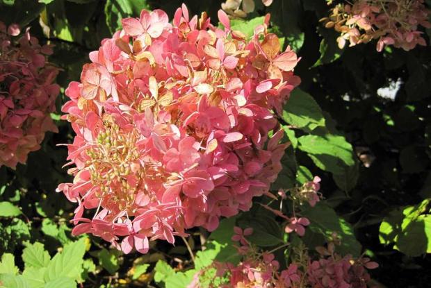 Types of hydrangeas  Space for life