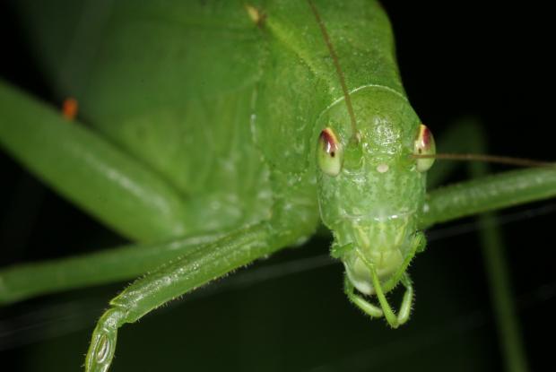 quel insecte chante la nuit