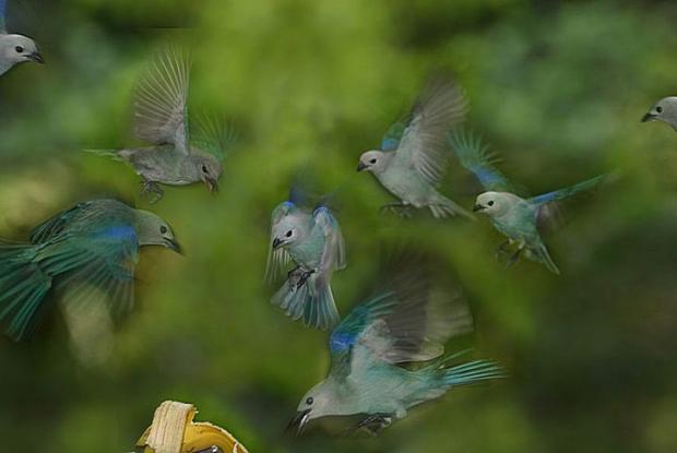 Blue Gray Tanager Diet Plans