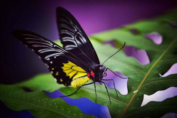 free butterfly images