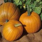 Cucurbita pepo 'Spirit'