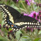 Papilio polyxenes asterius