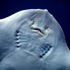 Raie épineuse (Amblyraja radiata)