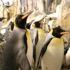 Manchots royals (Aptenodytes patagonica).