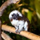 Tamarin pinché (Saguinus oedipus) dans la forêt tropicale humide du Biodôme