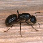 Camponotus sp