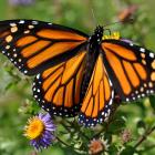 Danaus plexippus plexippus, Québec, Canada.