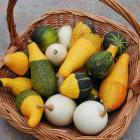 Panier de petites courges décoratives