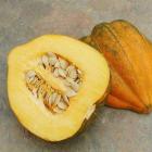 Cucurbita pepo 'Table King' 
