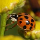 Harmonia axyridis