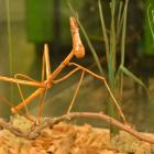 Reproduction d'un Proscopidae.