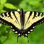 Papilio canadensis