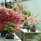 Les arbres miniatures du Jardin céleste.