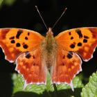 Polygonia interrogationis