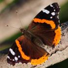 Vanessa atalanta