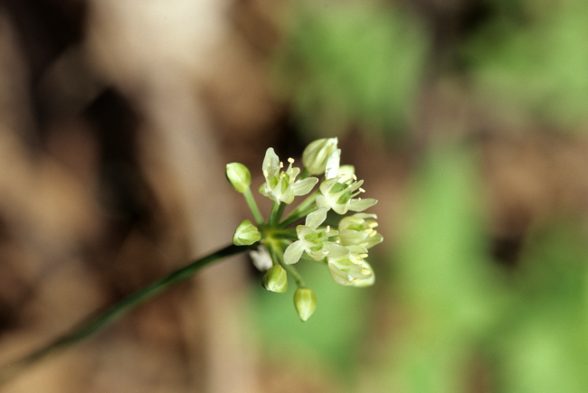 L’ail des bois (Allium tricoccum) est une espèce floristique vulnérable.