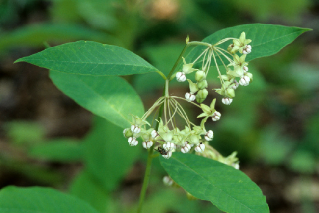 Poke milkweed (Asclepias exaltata)