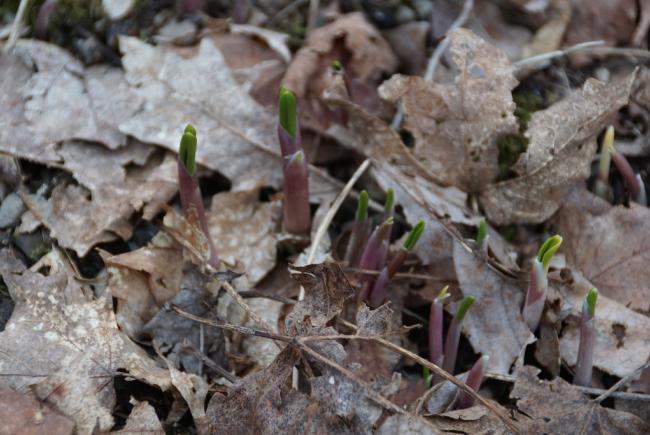 Wild leek emerging in the early days of April