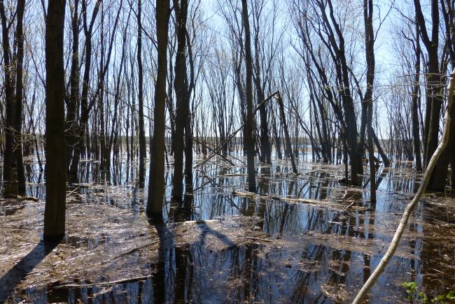 Forêt inondée
