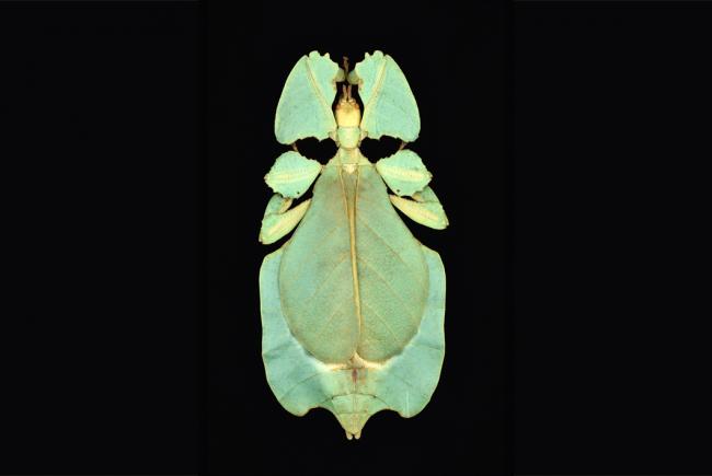 Phyllium bioculatum (Mt. Salak, Java Ouest, Indonésie - 2006)