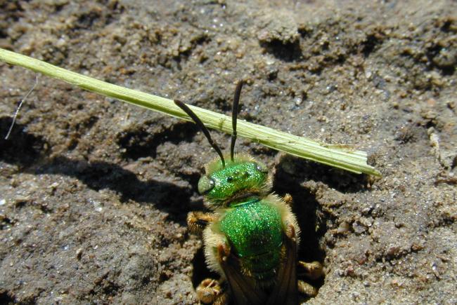 Agapostemon virescens (Halictidae)