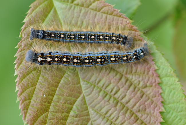 Processionary caterpillars wreak havoc…but not in Québec!