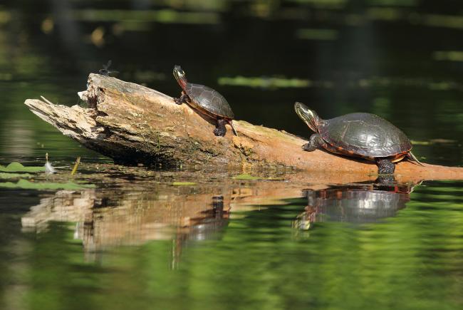 Au Québec, des tortues naviguent dans nos cours d’eau et leurs déplacements présentent un risque de collision avec les embarcations.