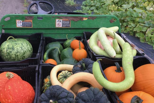 Les courges d’hiver se conservent longtemps 