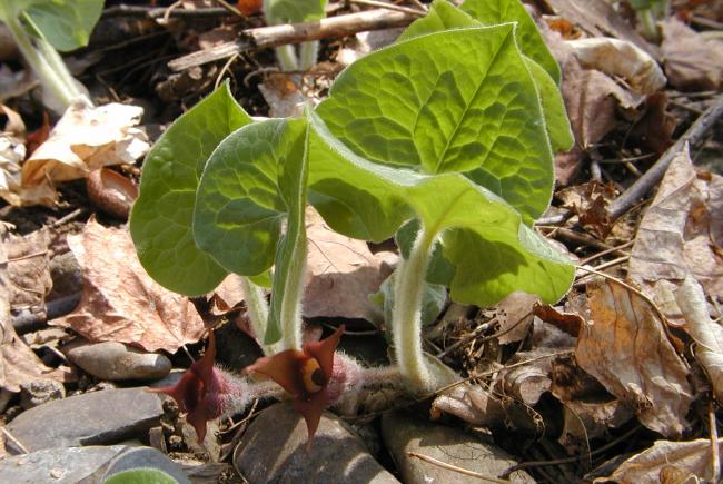 Asarum canadense, with its flowers with so particular characteristics.